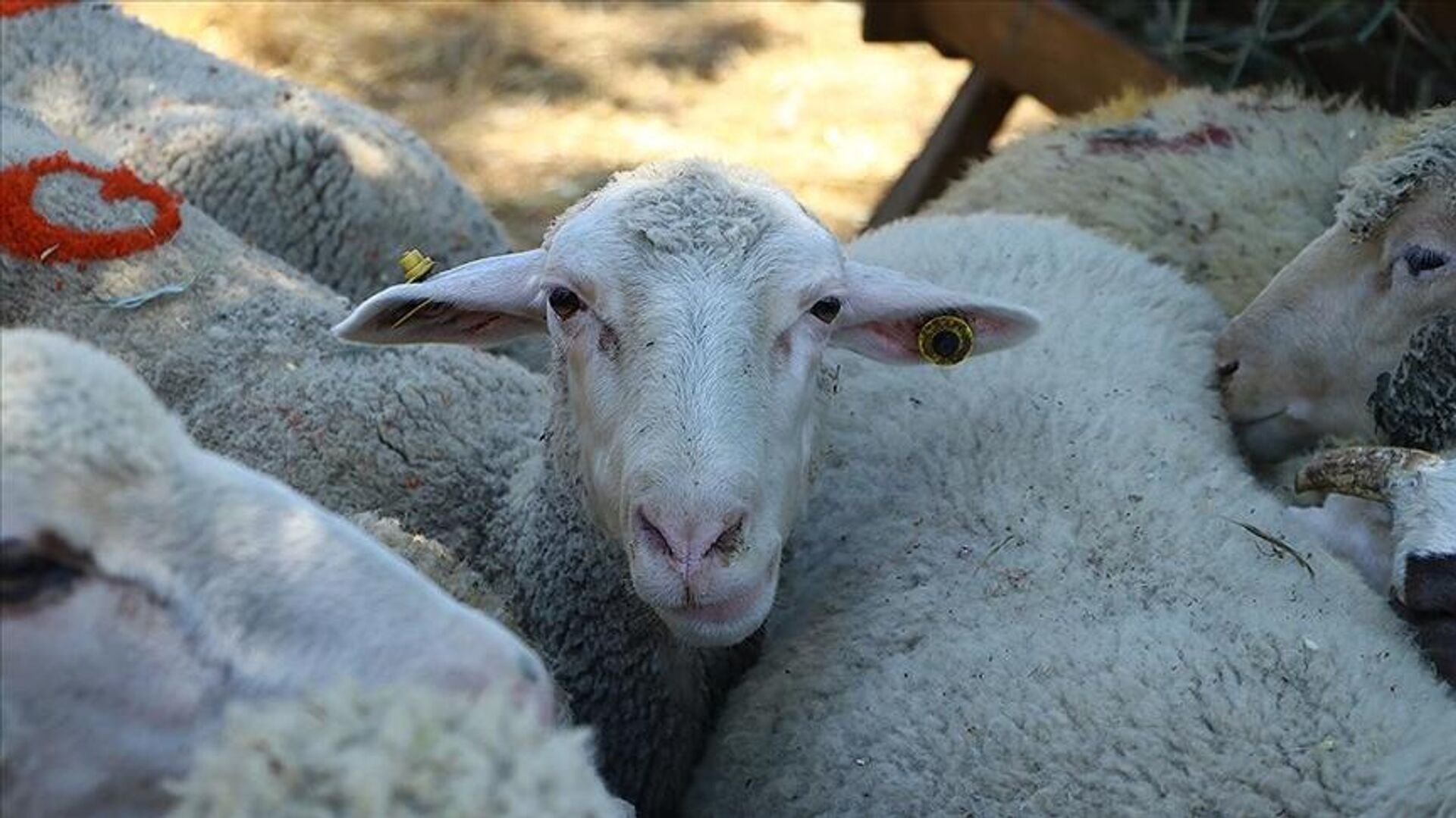 Kurban Bayramı Sonrası Kalan Hayvanlar ESK Tarafından Satın Alınacak