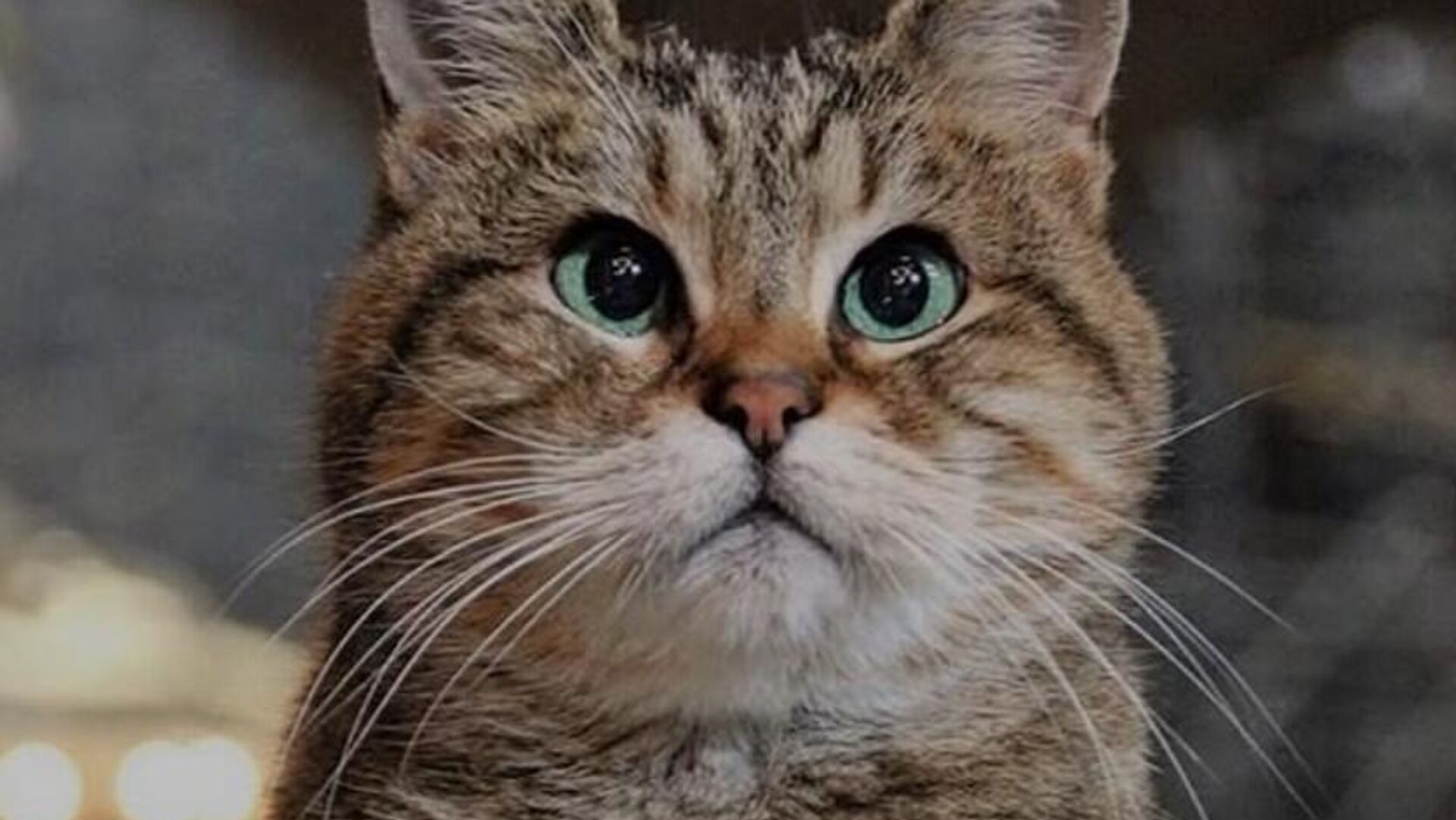 İzmir'de 33 Kedi Öldü: Veteriner Hekim Tutuklandı